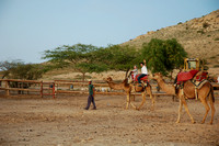 ערב חג בממשית, חוות הגמלים מגיעים לשדה בוקר וארוחת ערב בנאות